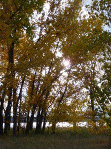 FALL