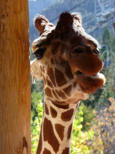 Giraffe at Cheyenne Mountain Zoo Giraffe at Cheyenne Mountain Zoo