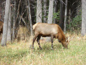 Elk in RMNP Elk in RMNP