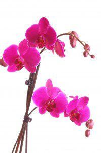 Orchid