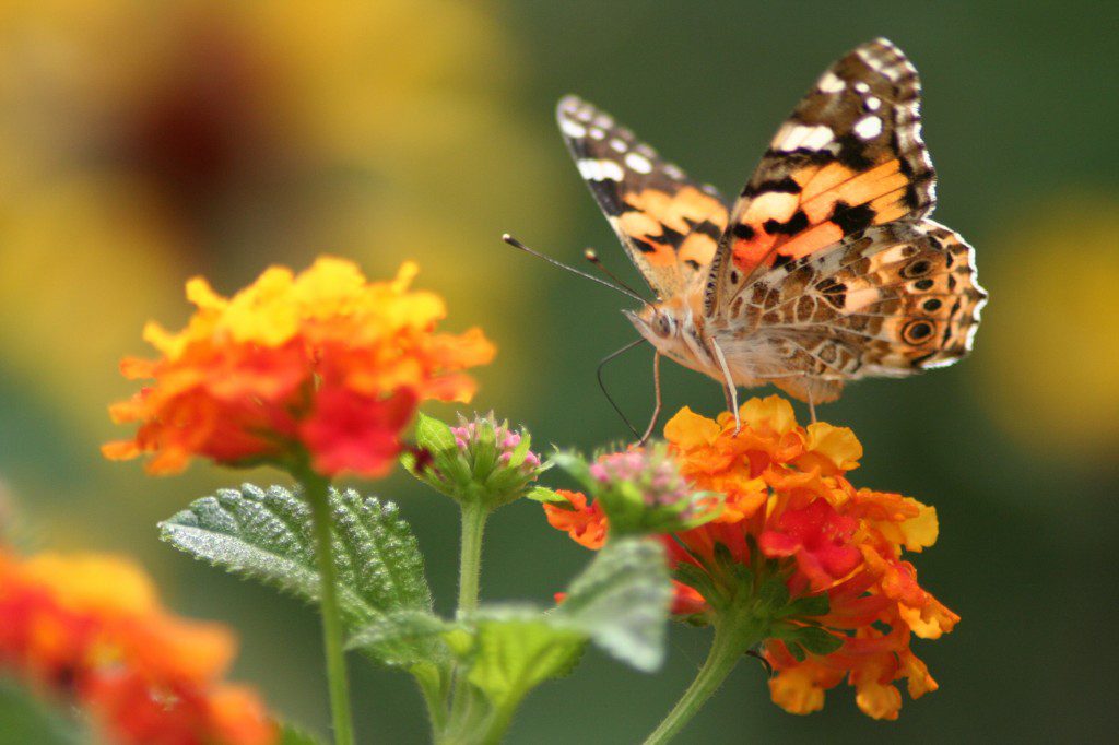 Admiral butterfly on orange flower