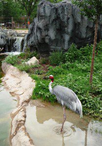 Sarus Crane at the Denver Zoo Sarus Crane at the Denver Zoo