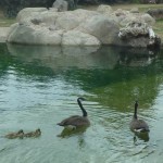 baby geese 2