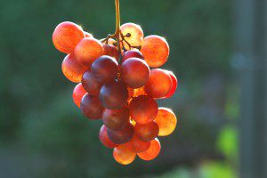 cluster of red grapes