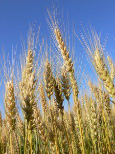 Ripe wheat ears