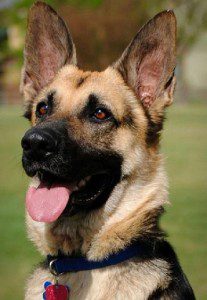 german shepherd CARE