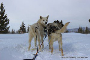 WP dog sledding HeidiTown