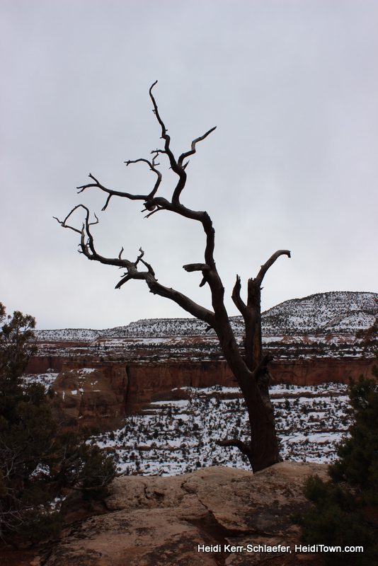 Dead tree CO National Monument March 2013 HeidiTown Dead tree CO National Monument March 2013 HeidiTown