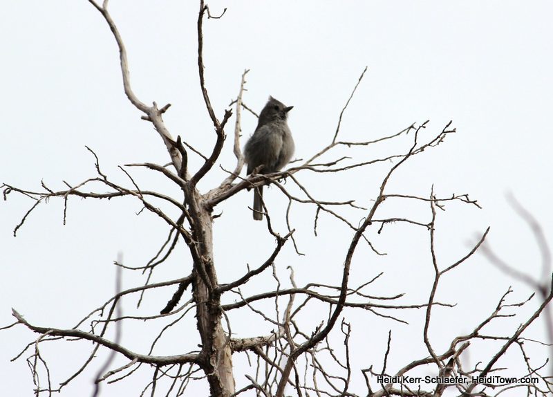 juniper titmouse at CO National Monument March 2013 HeidiTown juniper titmouse at CO National Monument March 2013 HeidiTown