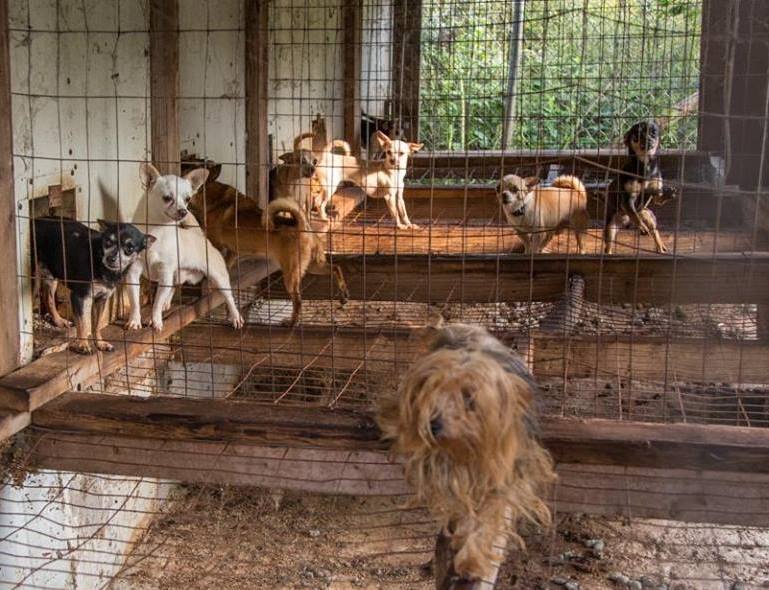 National Mill Dog Rescue rescues dogs from terrible puppy mills and ...