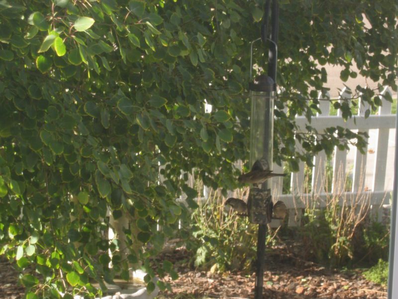 Three female finches perched on my front yard bird feeder