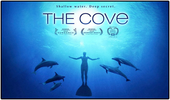 essay on dolphin torcher in japan essay on dolphin torcher in japan