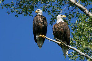 bald eagle bald eagle