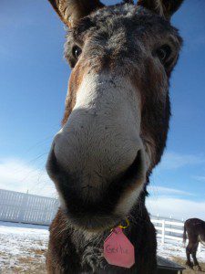 Donkey nose Donkey nose