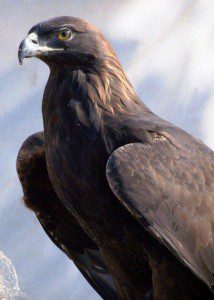 Golden Eagle FB Golden Eagle FB