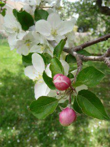 flowering apple tree flowering apple tree