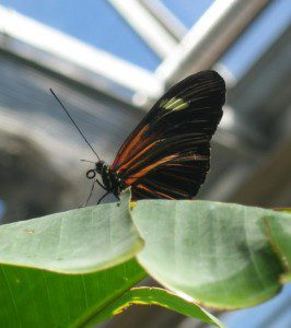 butterfly on leaf butterfly on leaf