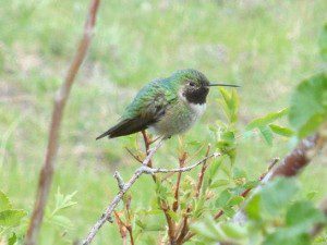 Hummingbird at Cal-Wood Educational Center Spring 2012