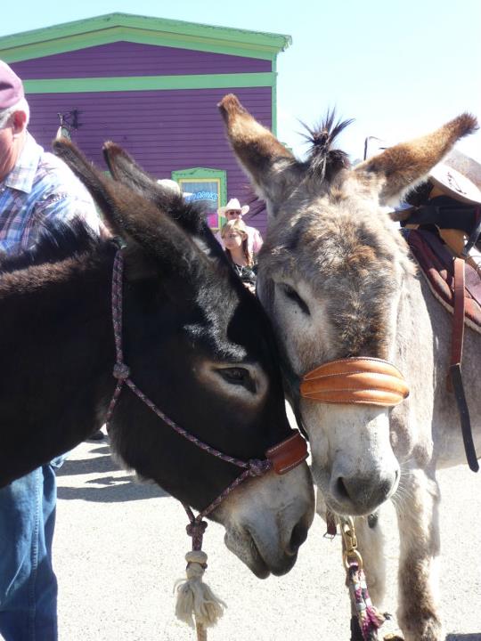 burros loving at Burro Days in Fairplay Colorado burros loving at Burro Days in Fairplay Colorado