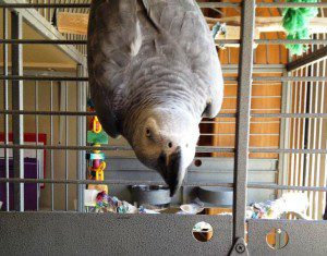 Charlie african grey Charlie african grey