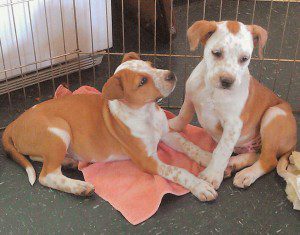 brother and sister puppies at Denkai brother and sister puppies at Denkai