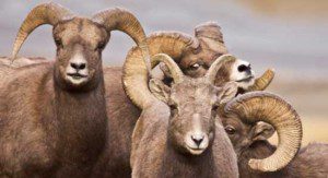 Bighorn Sheep Georgetown Colorado Bighorn Sheep Georgetown Colorado