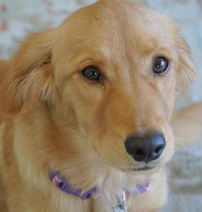 golden retriever from CARE golden retriever from CARE