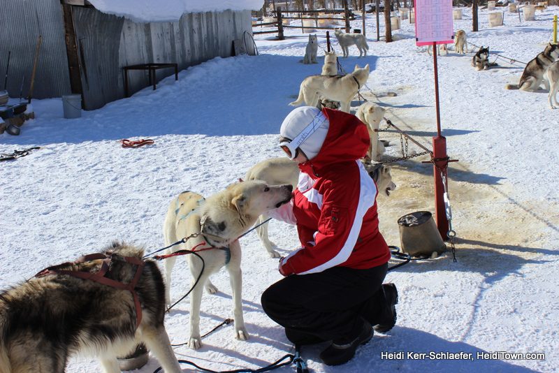 Dog Sledding with Dog Sled Rides of Winter Park, Colorado