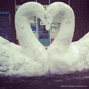 snow swans HeidiTown.com 2013 snow swans HeidiTown.com 2013