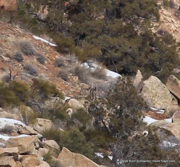 baby big horn sheep at Colorado National Monument March 2013 HeidiTown baby big horn sheep at Colorado National Monument March 2013 HeidiTown