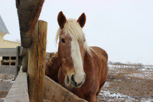 Belgian Horse at Timberlane Farm Museum HeidiTown Belgian Horse at Timberlane Farm Museum HeidiTown