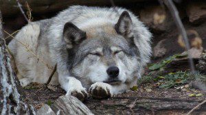 Odin relaxing at WOLF. From Wolf Sanctuary on Facebook.