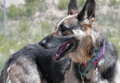 GSD NMDR Shiloh GSD NMDR Shiloh