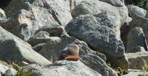 marmot at top of Copper Mtn Heidi Kerr-Schlaefer marmot at top of Copper Mtn Heidi Kerr-Schlaefer