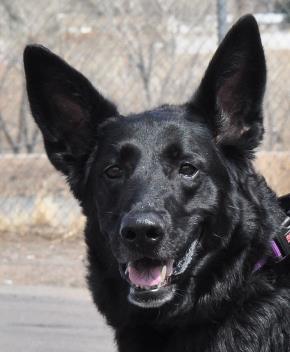 lucky rescue heiditown gives back colorado gives day lucky rescue heiditown gives back colorado gives day