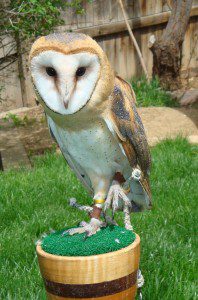Eros the Barn Owl at Wild Wings Environmental Education HeidiTown.com