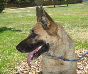 Gretchin available at Front Range German Shepherd Rescue