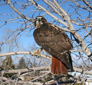 Karma a redtailed hawk at Wild Wings Environmental Education HeidiTown.com