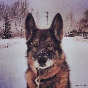 My Xena. NOT UP FOR ADOPTION!
