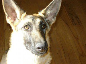 gabby available at Front Range German Shepherd Rescue gabby available at Front Range German Shepherd Rescue