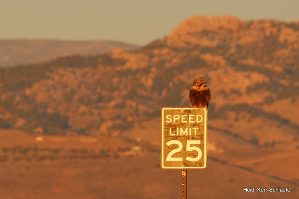 rough legged hawk at Fossil Creek Reservoir Colorado HeidiTown.com