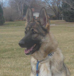 star available at Front Range German Shepherd Rescue