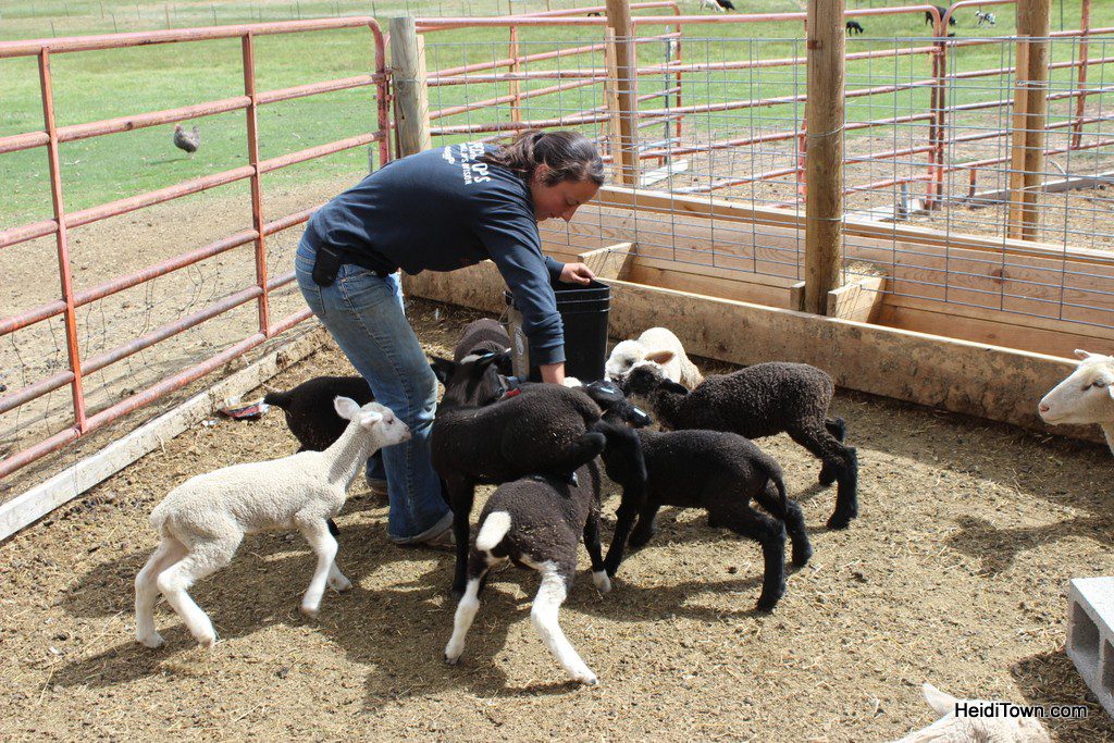A visit to The Living Farm in Paonia, Colorado