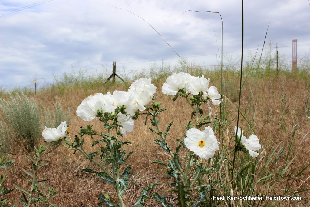 Prickly poppies in Northeast Colorado, Heidi Kerr-Schlaefer. HeidiTown.com 1