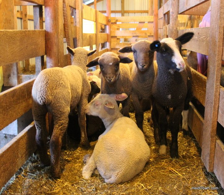 baby lambs at the living farm in Paonia Colorado. HeidiTown.com