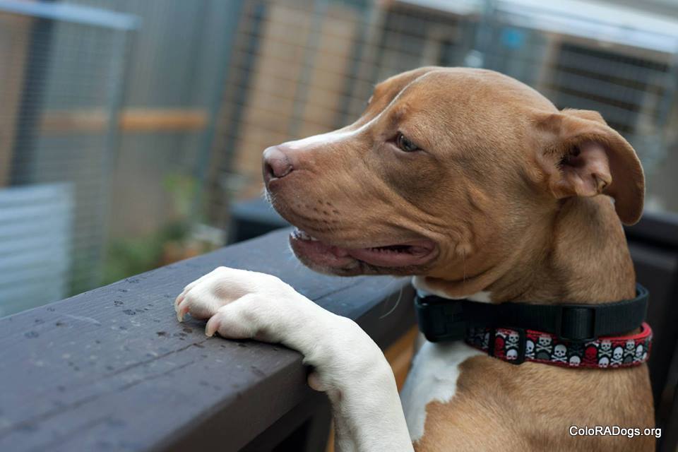 Contrary to popular belief, pit bulls spend a lot of time smiling. Photo courtesy of ColoRADogs on Facebook.