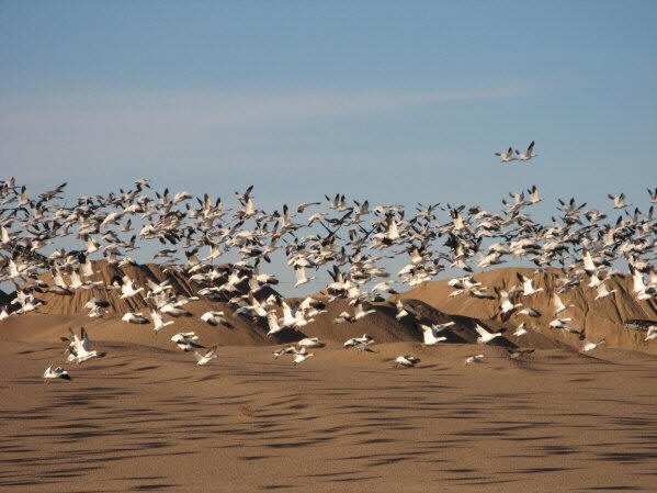 Snow Geese on SWA-reitz