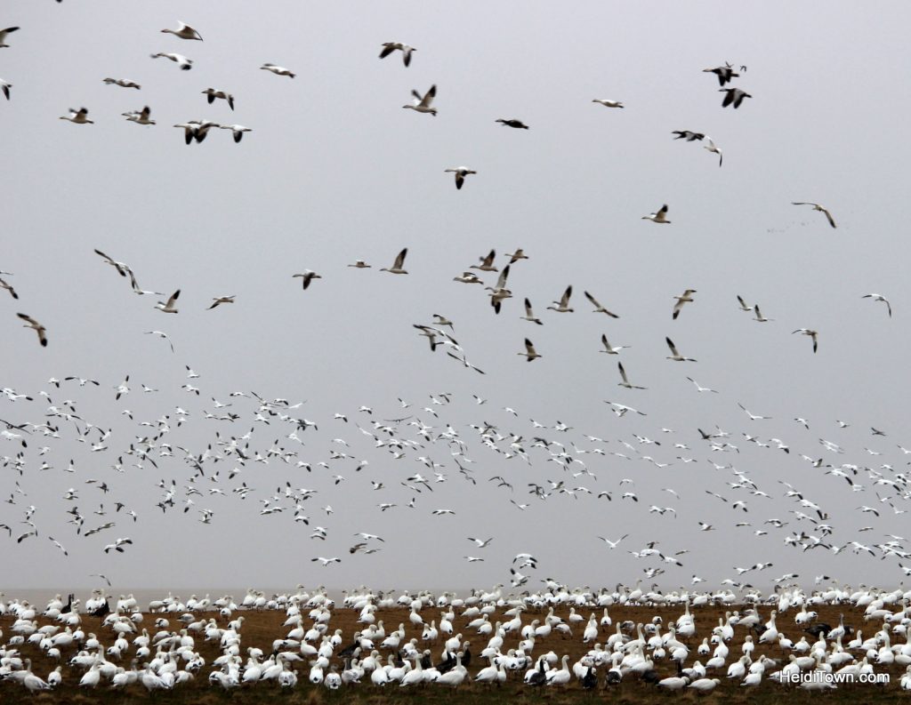 snow geese at awkward angles in the sky. HeidiTown.com