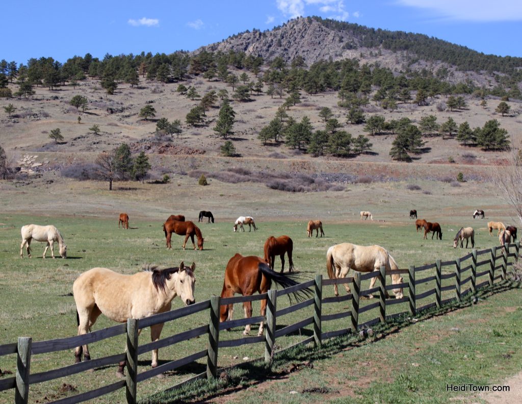 The Sylvan Dale Horses getting the afternoon off. Playing cowgirl at Sylvan Dale Guest Ranch. HeidiTown.com
