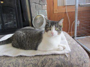 Coraline the cat, available at Second Chance Humane Society. HeidiTown.com